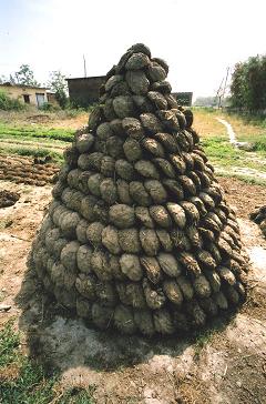 Bullshit = bobagem = bosta de touro