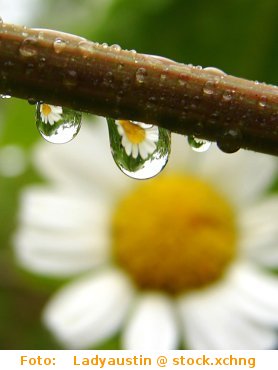 Photo by ladyaustin @ stock.xchng