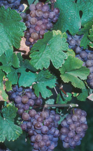 O segredo é a uva de casca vermelha